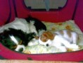 /album/fotogalerie-vrh-a/rony-a-stene-jpg/